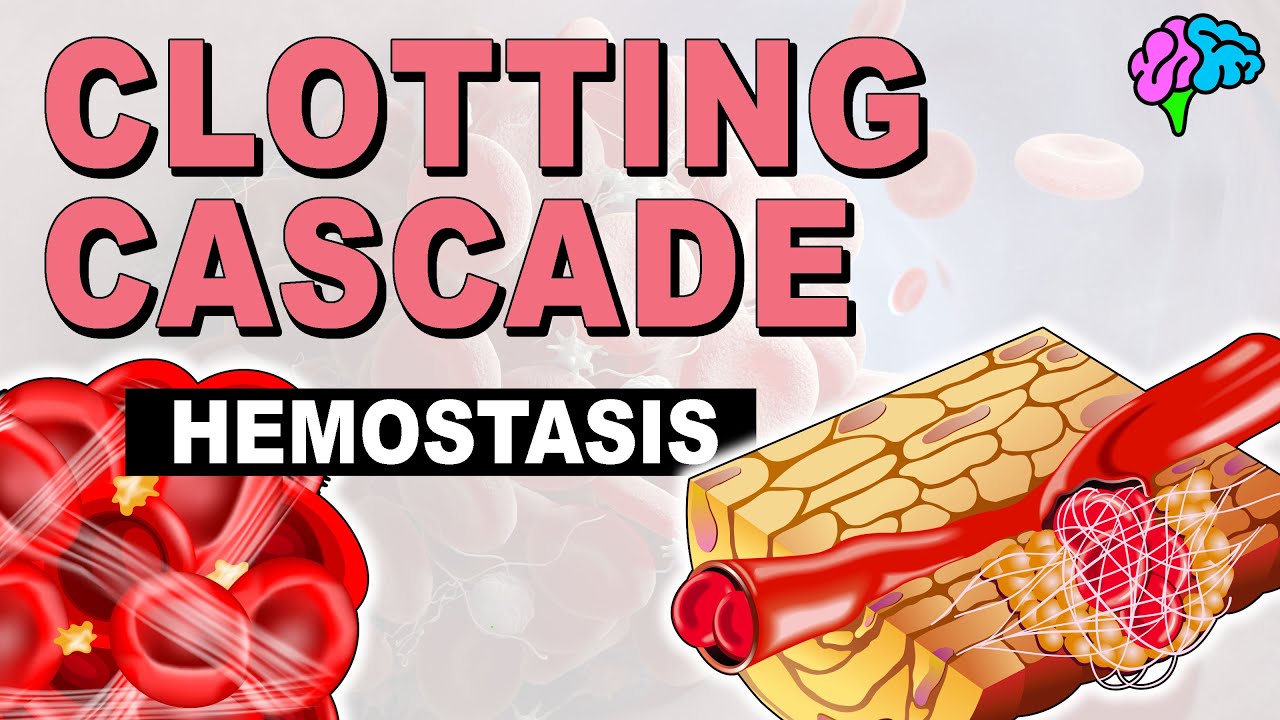 The Clotting Cascade EXPLAINED!