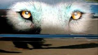 les yeux d'un animal