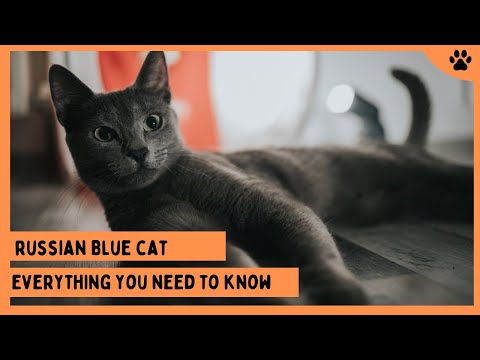Russian Blue Cat 101: Everything you need to know