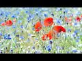 Peaceful Music, Relaxing Music, Instrumental Music "Hillside Meadow" by Tim Janis