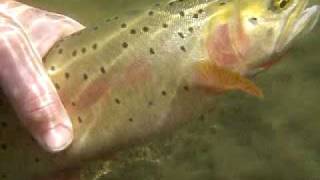 preview picture of video 'Utah Fly Fishing | Native bonneville cutthroat trout | Park City Excursions Guided Fly Fishing'