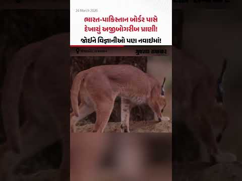 ભારત-પાકિસ્તાન બોર્ડર પાસે દેખાયું અજીબોગરીબ પ્રાણી! જોઈને વિજ્ઞાનીઓ પણ નવાઇમાં!