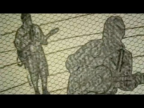 All in an Afternoon - The Phoenix Foundation