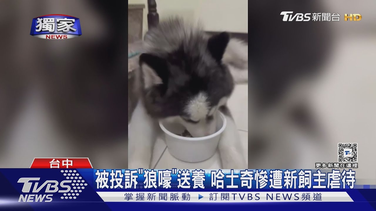 被投訴「狼嚎」送養哈士奇 慘遭新飼主虐待
