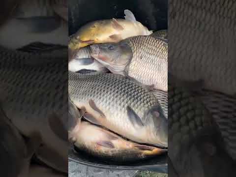 POPULARE astazi 10 06 2022 BALTA CATRUNESTI 3