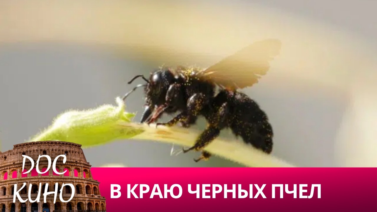 🎭В КРАЮ ЧЕРНЫХ ПЧЕЛ 🌎 ДОКУМЕНТАЛЬНОЕ КИНО 🎆 2023