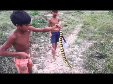 Amazing Cambodian Boys Catch Big Snake With Bare Hand   How To Catch Big Snake In Sero
