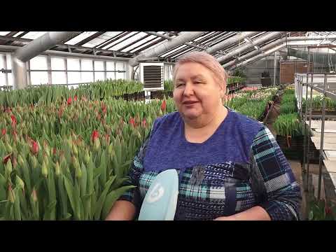 (20.02.2026) 30 тысяч тюльпанов вырастили в теплицах городской оранжереи