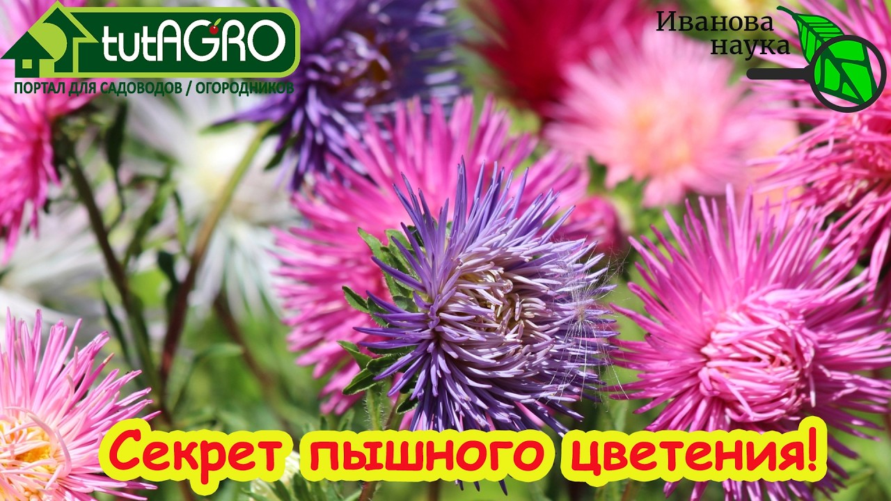 Шикарные ЦИНИИ и АСТРЫ: цветение до заморозков. Как я добиваюсь шикарного цв?