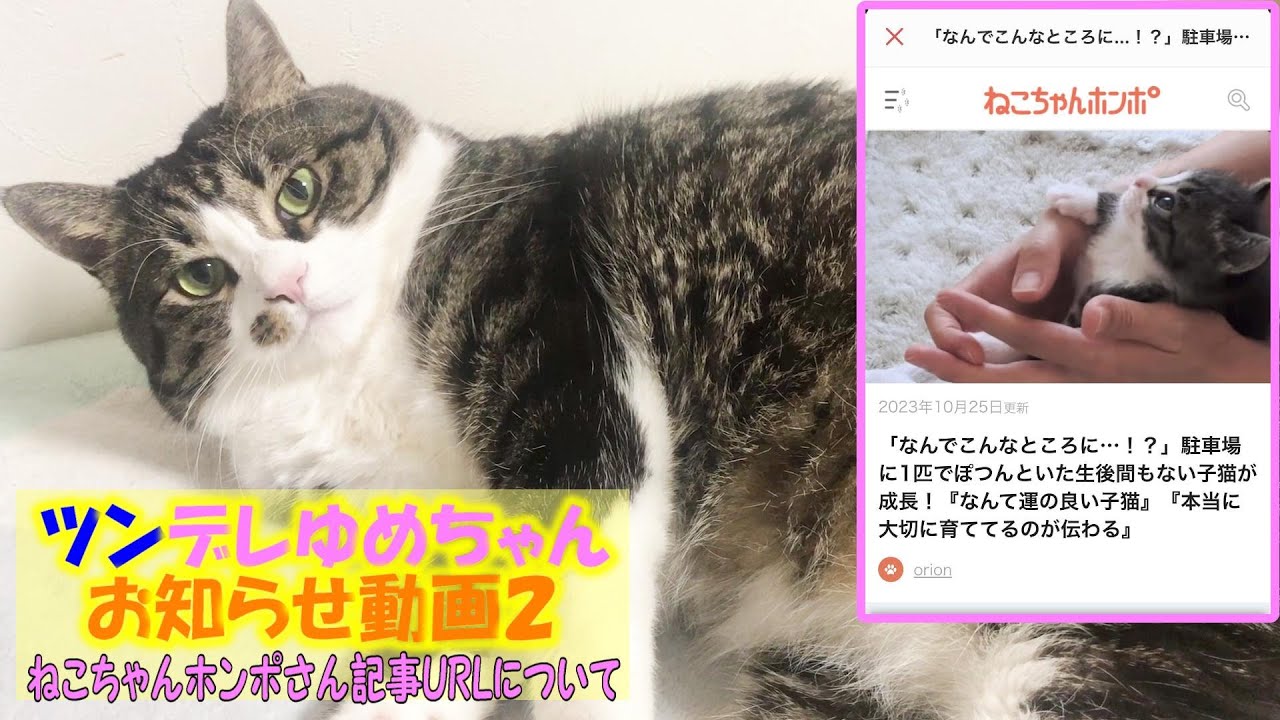【お知らせ動画 続き】ねこちゃんホンポさん記事のURL