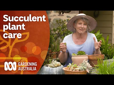Plant care tips for growing healthy succulents | Gardening 101 | Gardening Australia