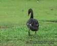 Tori Amos - Black Swan