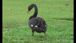 Tori Amos - Black Swan