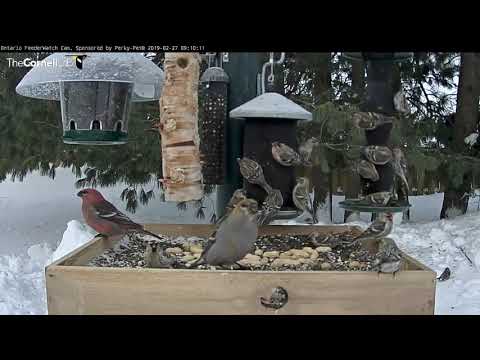 Redpolls Swarm Ontario Feeders In Seconds Flat! – Feb 27, 2019
