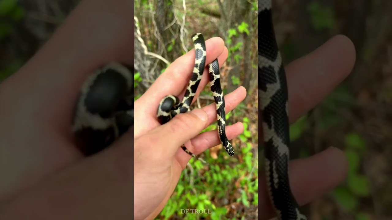 자연의 동물 변신!