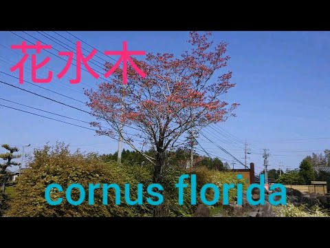 園芸 開花ハナミズキ、フロリダ ハナミズキ、ハナミズキ