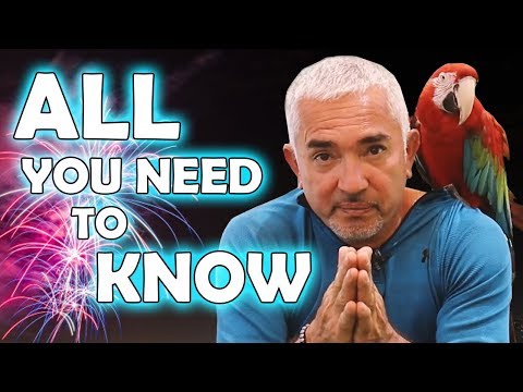 How to Prepare Your Dog for Fireworks