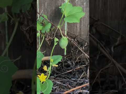 Honeydew 🍈 Growing