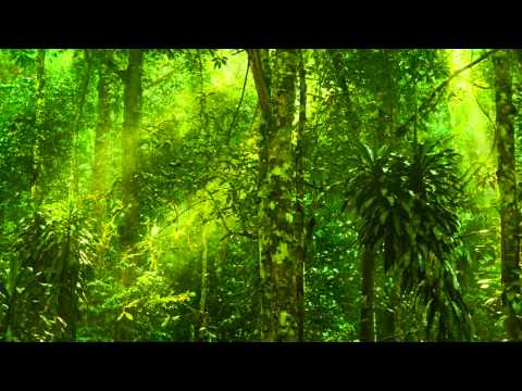 Relaxing Exotic Forest Ambience - Birds Chirping, No Music (1 Hour)