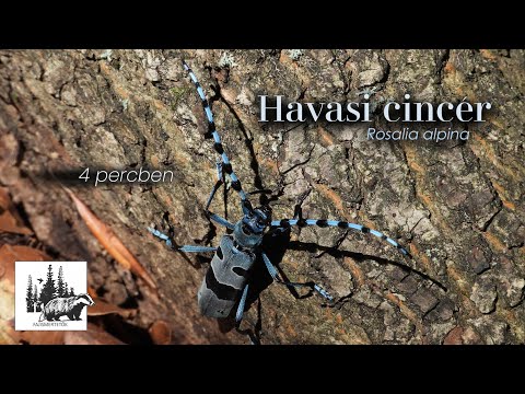 Havasi cincér