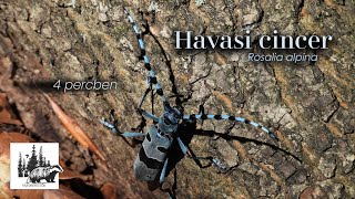 Havasi cincér – fajismertető videó