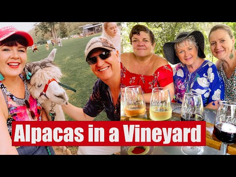 Mountview Alpaca Farm