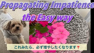 【Youtube-Dog walk New Zealand】Flower Power: Multiply your 🌼🌸at Home!