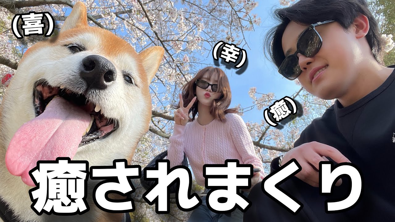 【Vlog】愛犬と彼女とお花見デート行ったら二人とも可愛すぎて癒されまくり。