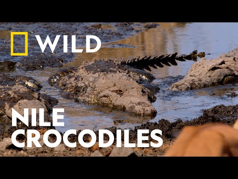 How Impalas Evade Nile Crocodiles | Africa's Deadliest | National Geographic WILD UK