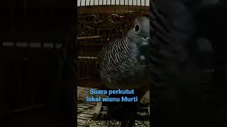 Download lagu suara perkutut lokal wisnu murti mp3