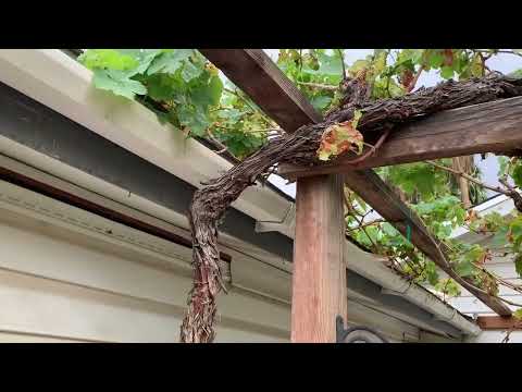 How to Grow and Develop grape vine on Arbor