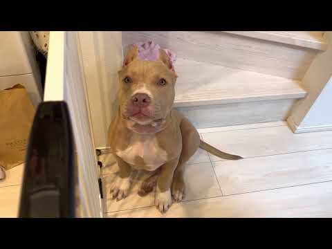 アメリカン・ピット・ブル・テリア