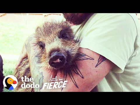 Baby Rescue Boar Transforms After Meeting Her Brother | The Dodo Little But Fierce
