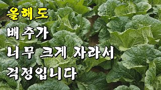 배추가 너무 크게 자라도 걱정입니다