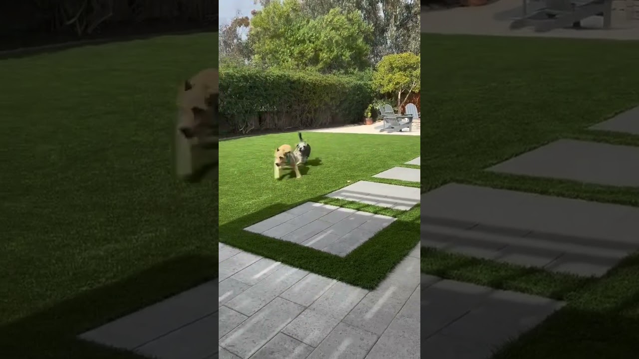 Boots, a Adoptable Terrier in San Diego, CA video 6/6