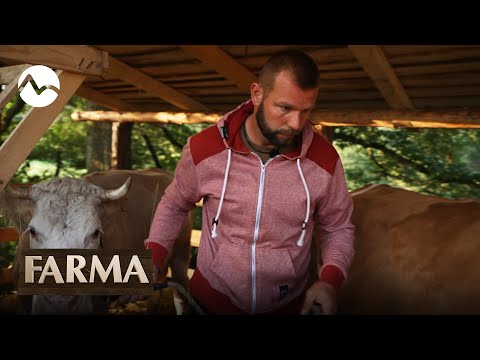 Farmári majú strach z kráv! - FARMA