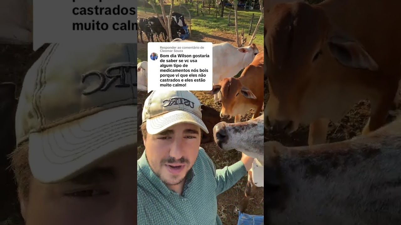 MANEJO E BEM-ESTAR ANIMAL #manejodepasto #pasto  #gado #confinamento  #fazenda  #pecuariaintensiva