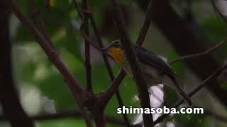 繁殖期のアカショウビン、リュウキュウキビタキ、カンムリワシ(動画あり)