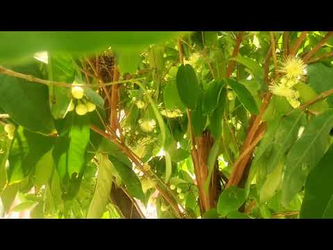 Exploring Fruit Garden of Our Hall