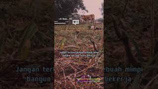 Download lagu Story WhatsApp keren dan kata kata motivasi mp3