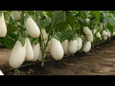 WOW! Amazing New Agriculture Technology - Eggplant