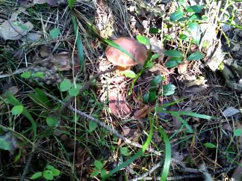 Кто оболгал аналог лисички, говорушку оранжевую, что она ядовита???? Ела её, ем, и буду есть!