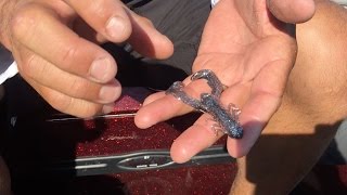 Sight fishing for bass with the YUM Christie Craw