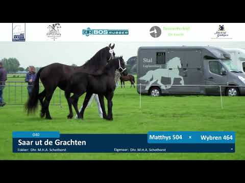 Fokdag Het Friesche Paard Noord-Zuid Holland 7-8-2021 baan 2 merrieveulens