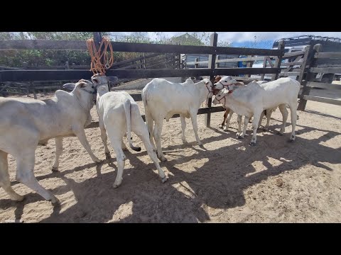 Feira de gado em jucati-Pe 02-12-2025 #nordeste 