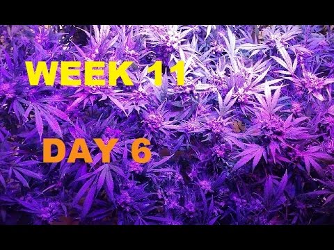 Garden Setup & Grow- Week 11, Day 6 (last week before harvest!)