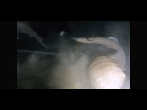 GIANT CREATURE (ISOPOD?) KILLS A SHARK!!!