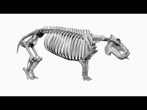 Hippo skeleton turntable