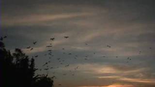 CAMEL. FLIGHT OF THE SNOW GOOSE. TENANCINGO, MEX.