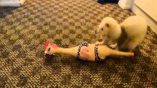 Ferret and her screaming chicken